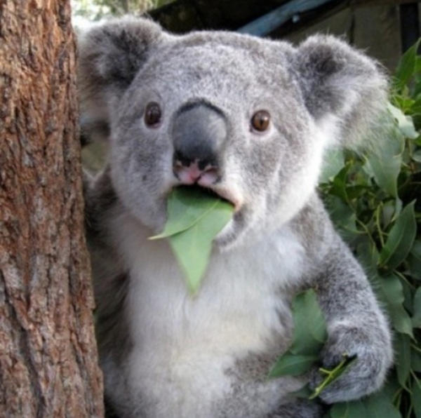Look.Of.Shock. Koala meme