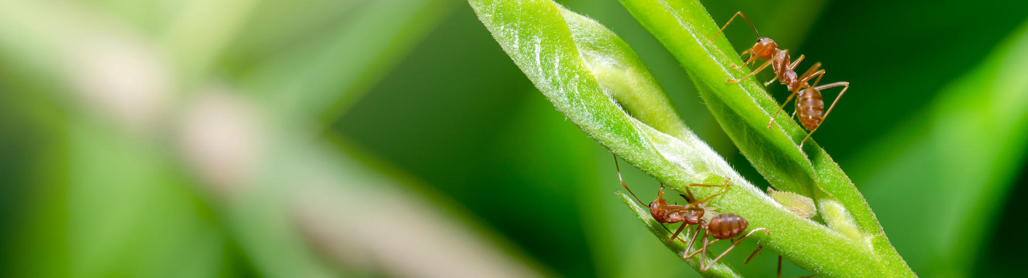 Ant Steps: Your Pathway to Becoming a Stronger, Faster, and Happier Developer